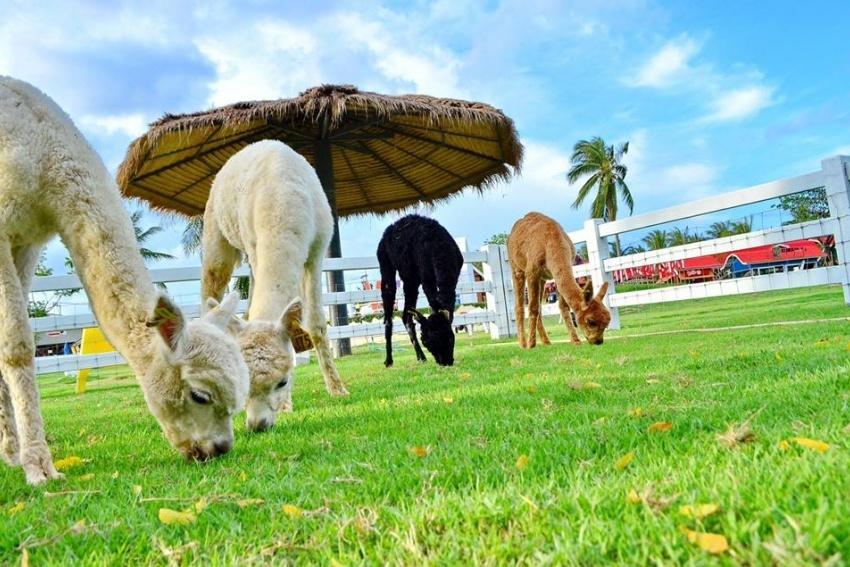 تفریح بچه ها در مزرعه گوسفند پاتایا (Pattaya sheep farm)
