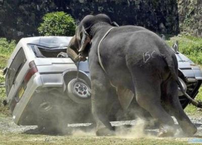 حمله فیل به دو گردشگر ایرانی در پوکت تایلند !!