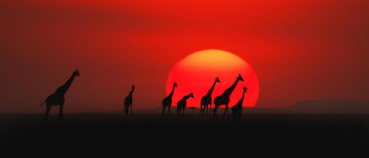 کنیا؛ سرزمین حیات وحش آفریقا