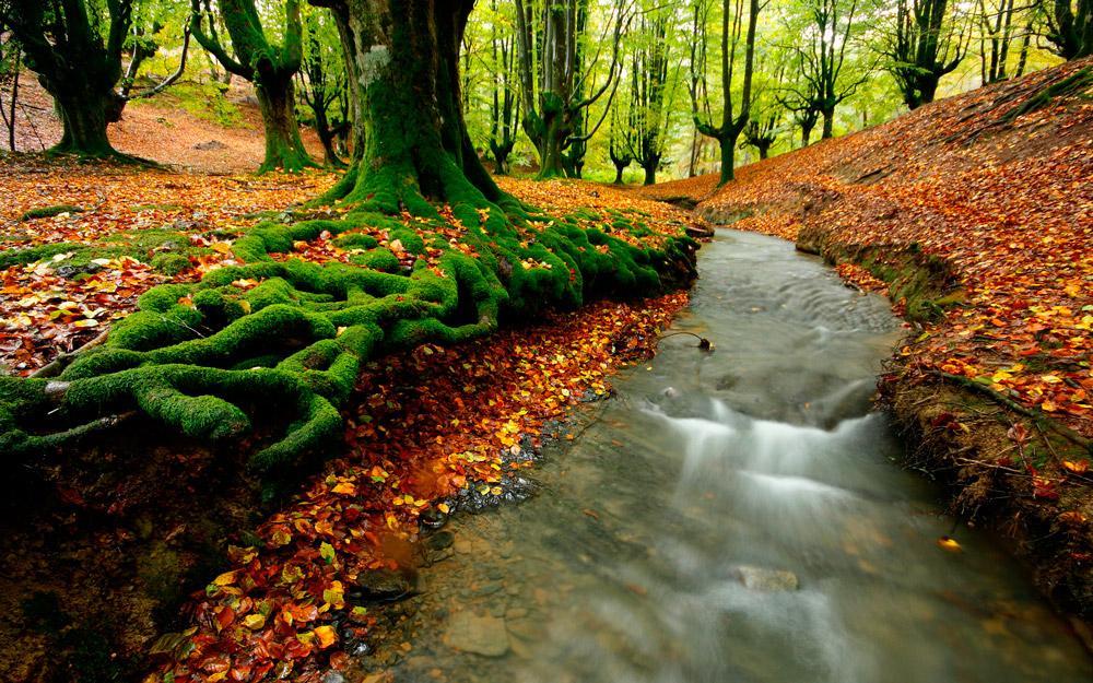 جنگلهای اسرارآمیز پارک طبیعی Gorbea در باسک اسپانیا