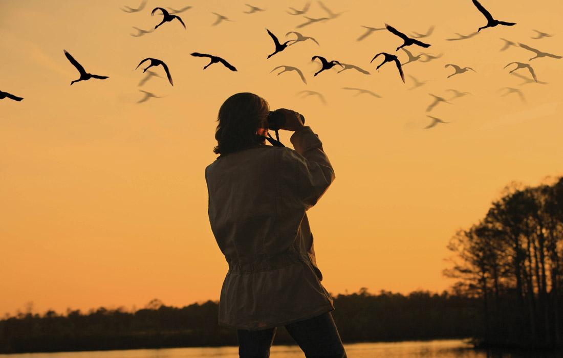 birding