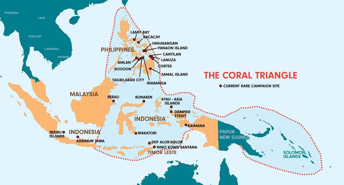 coral triangle coral triangle