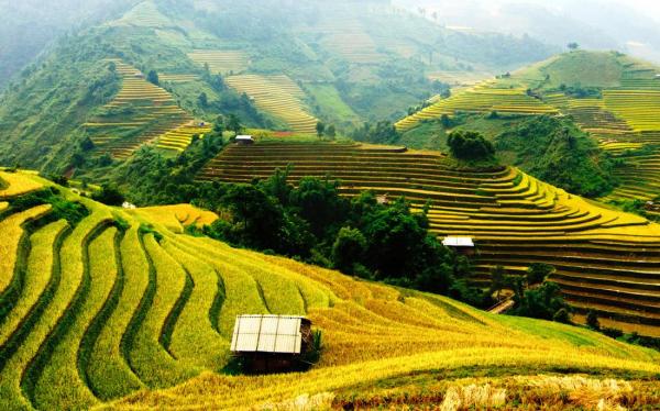 Bali rice