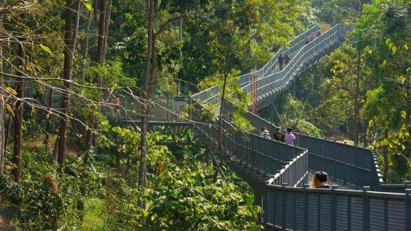 Canopy Walkway Canopy Walkway