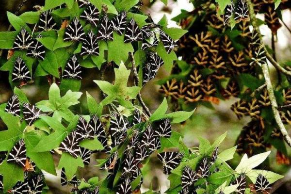 دره Petaloudes در یونان، دره پروانه ها