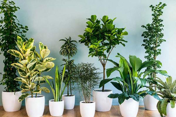 معرفی 10 گیاه تصفیه کننده هوا و زینتی برای منزل