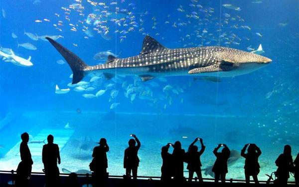 دنیای اقیانوس (Ocean World) بانکوک تایلند