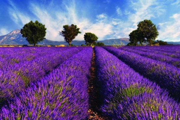 زمینهای لاواندوی بنفش در پرونس، فرانسه