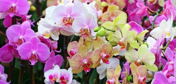 باغ ارکیده در تایلند