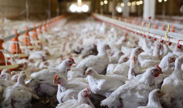 هشدارها در خصوص بازار مرغ، نگرانی از قاچاق جوجه