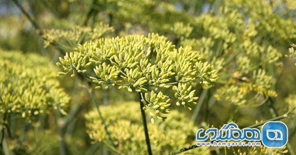 آنیسون؛ گیاهی شگفت انگیز با دنیایی از فایده