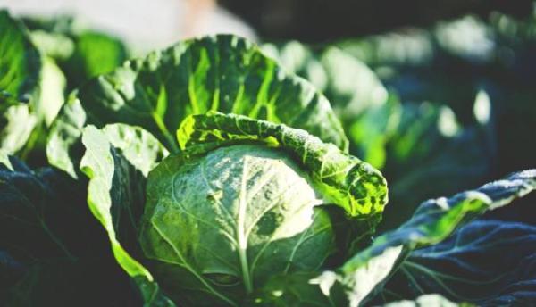 17 خاصیت درمانی کلم