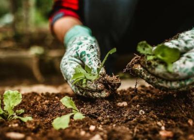 طراحی ویلا دوبلکس مدرن: کاشت بذر در خانه؛ 8 اشتباه مهم که باغبان های تازه کار مرتکب می شوند