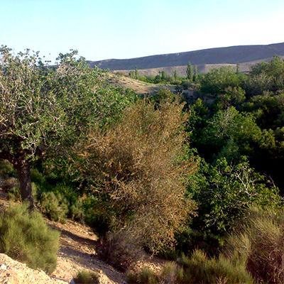 پارک ملی خبر در استان کرمان با تنوع زیستی بالا