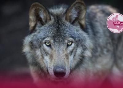 گرگ های باغ وحش ونکوور عمدا فراری داده شدند! (طراحی نمای ساختمان ویلایی)