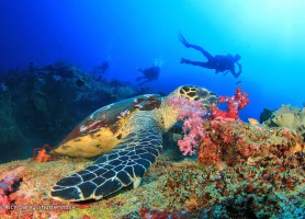 جاذبه های تفریحی پوکت