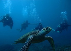 سفر به از پوکت به جزیره فی فی